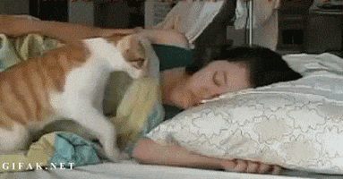 CatGoodMorning.gif