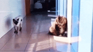 cat.gif