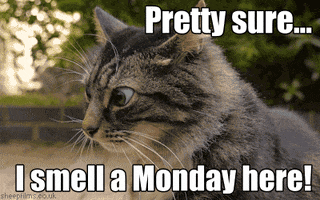 MondayCat.gif