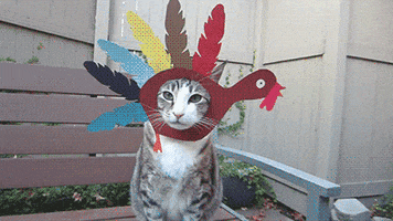 ThanksgivingCat.gif