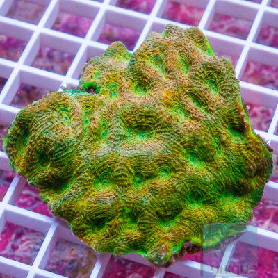 acan echinata 79 119.jpg