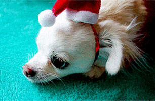 ChristmasDog5.gif