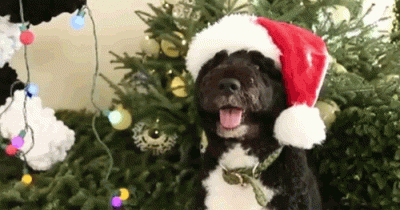 ChristmasDog6.gif