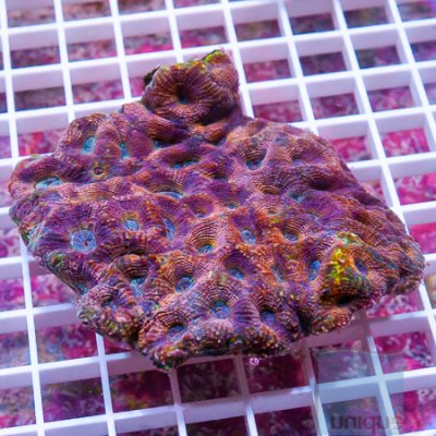 MS-crazy acan echinata 149 249.jpg