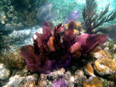 sea fan P7090435R1.jpg