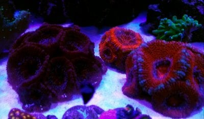 acans2october2019.jpg