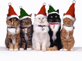 CatChristmas4.gif