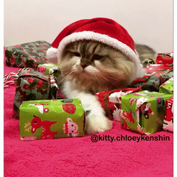 CatChristmas8.gif