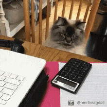 CatCalculator.gif