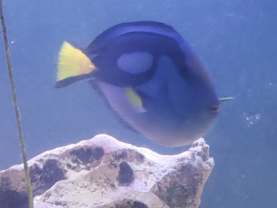 Regal tang day 1.jpg