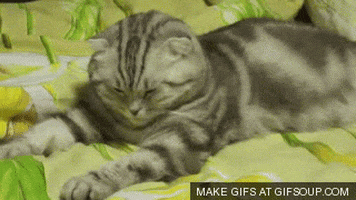 CatSleepy2.gif