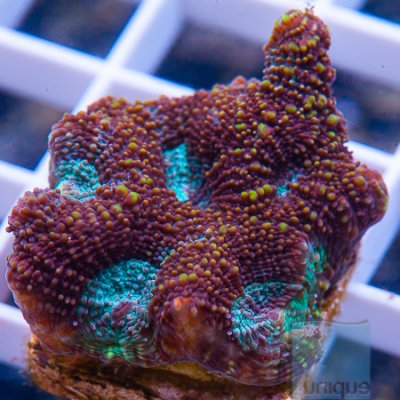 MS-Blue eye acan echinata 12 32.jpg