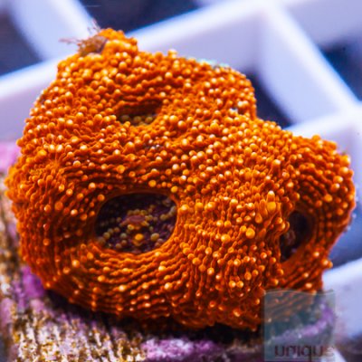 MS-Orange crush acan echinata 39 59.jpg