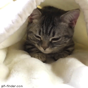 Caturday.gif