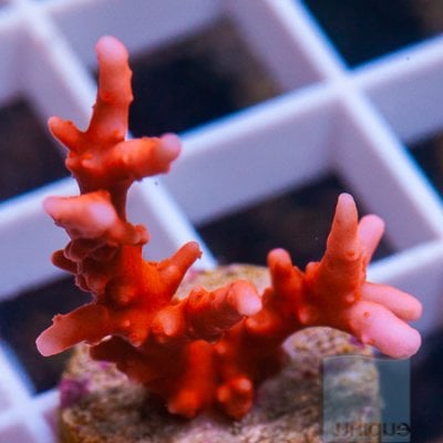 MS-Jf tnt anacropora 99 149.jpg