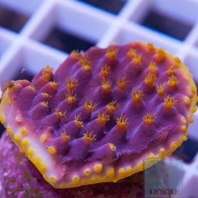 MS-Lakers scroll coral 19 29.jpg