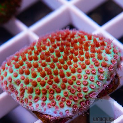 MS-Uc blood moon porites 29 39.jpg