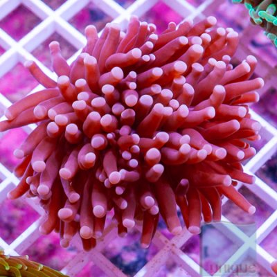 MS-Torch coral 44 69.jpg