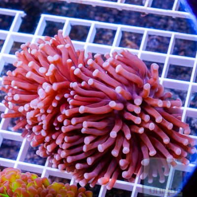 MS-Torch coral 139 199.jpg