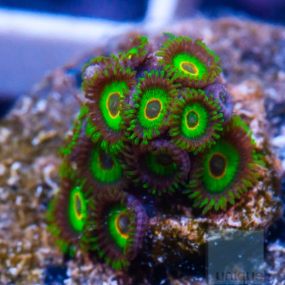 MS-rasta zoas 77 119.jpg