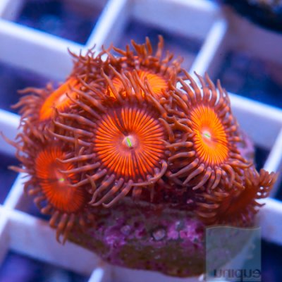 MS-red zoas 19 29.jpg