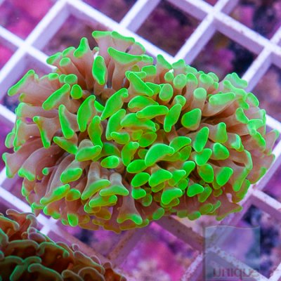 MS-Hammer coral 39 59.jpg