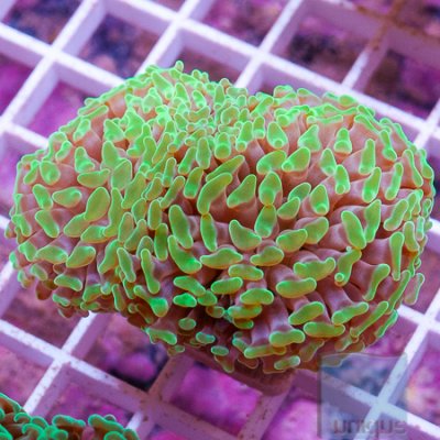 MS-Hammer coral 44 69 (1).jpg