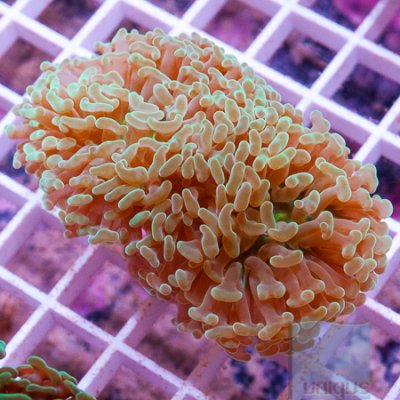 MS-Hammer coral 44 69.jpg