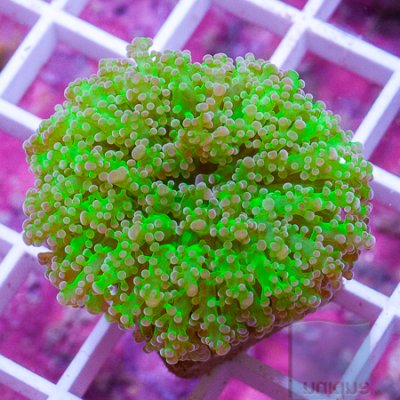 MS-Neon frogspawn 69 89 (1).jpg