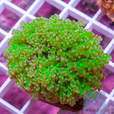 MS-Neon frogspawn 69 89.jpg