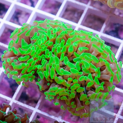 MS-Neón Hammer coral 49 79.jpg