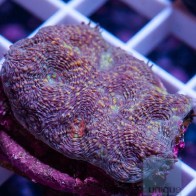 MS-Purple acan echinata 24 32.jpg