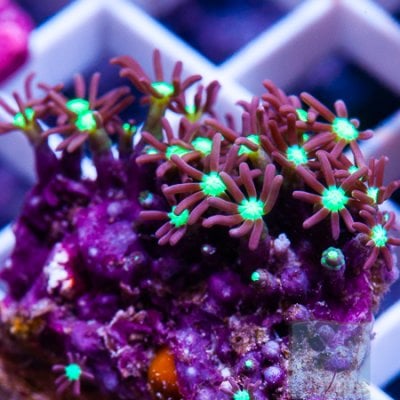 MS-purple-star-polyps-5-14.jpg