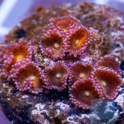 MS-Ultra zoas 39 66.jpg