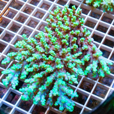 MS-chesterfield Acropora colony 181 259.jpg