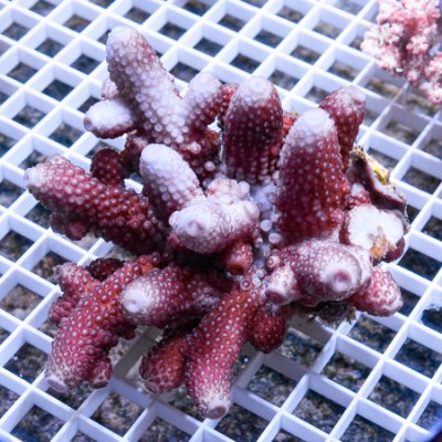 MS-Premium Acropora 99 199.jpg