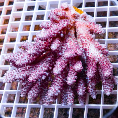 MS-premium acropora 159 239.jpg