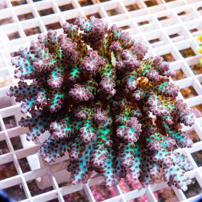 MS-premium Acropora 189 269.jpg