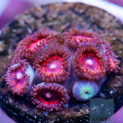 MS-Premium zoa 29 39.jpg