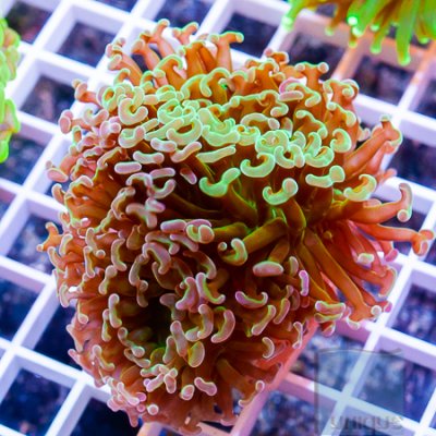 MS-Hammer coral 44 69.jpg