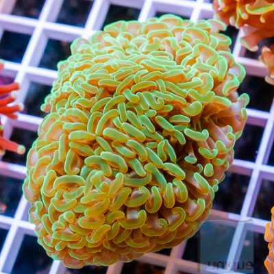 MS-Hammer coral 69 99.jpg