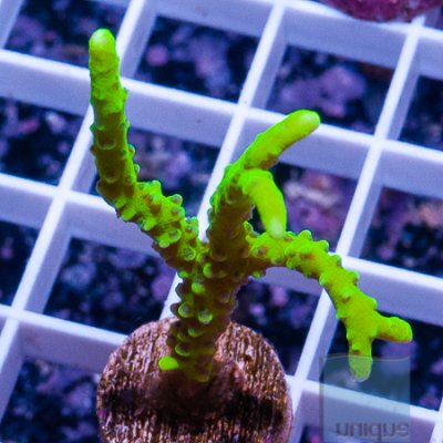 MS-neon anacropora 34 59.jpg