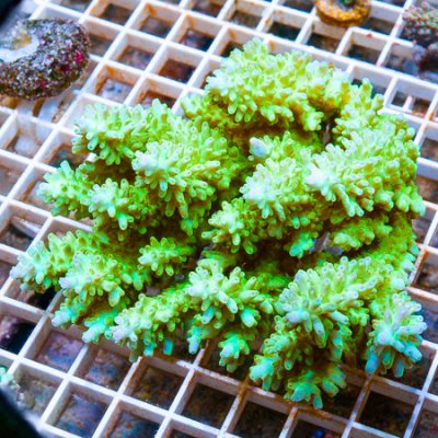 MS-ultra Acropora 179 259 (1).jpg