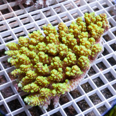 MS-ultra Acropora 179 259.jpg