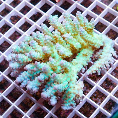 MS-ultra acropora 199 299.jpg