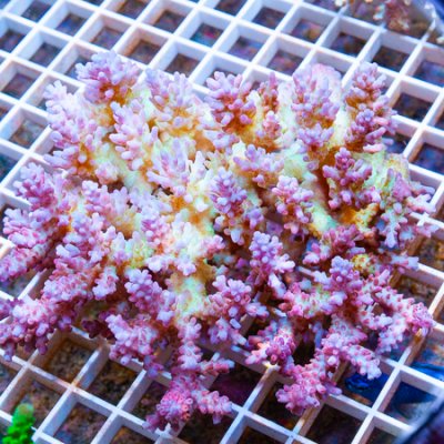 MS-ultra Acropora colony 259 359.jpg