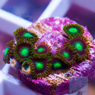 MS-Premium zoas 4 19.jpg