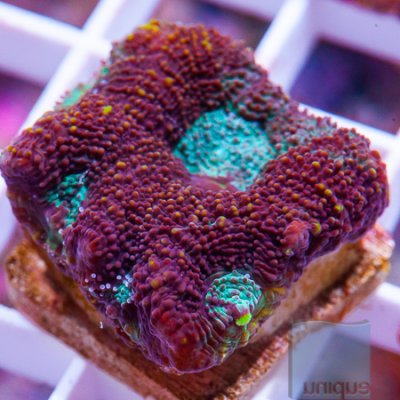 MS-Blue eye acan echinata 24 39.jpg