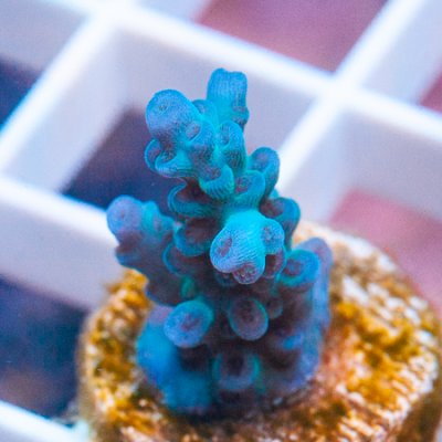 MS-Blue vermiculata 5 32.jpg