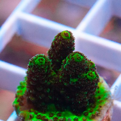 MS-Millepora 5 19.jpg